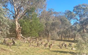 Australia, Beyond the West